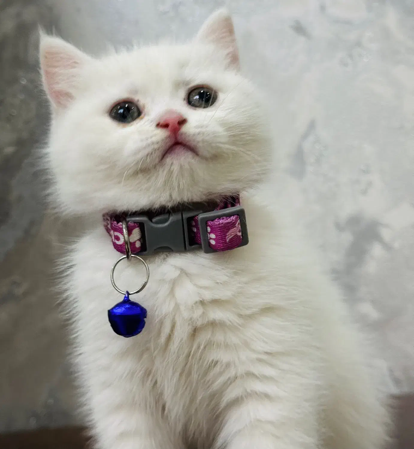 گربه|گربه|تهران, کیانشهر|دیوار