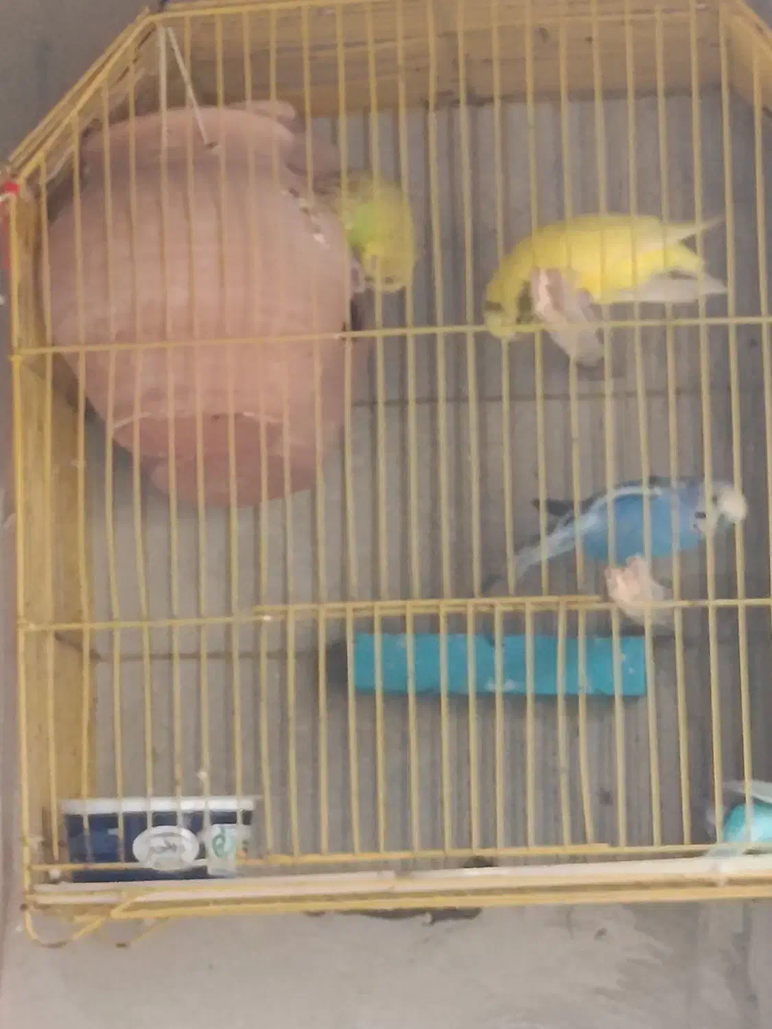 مرغ عشق|پرنده|چابهار, |دیوار