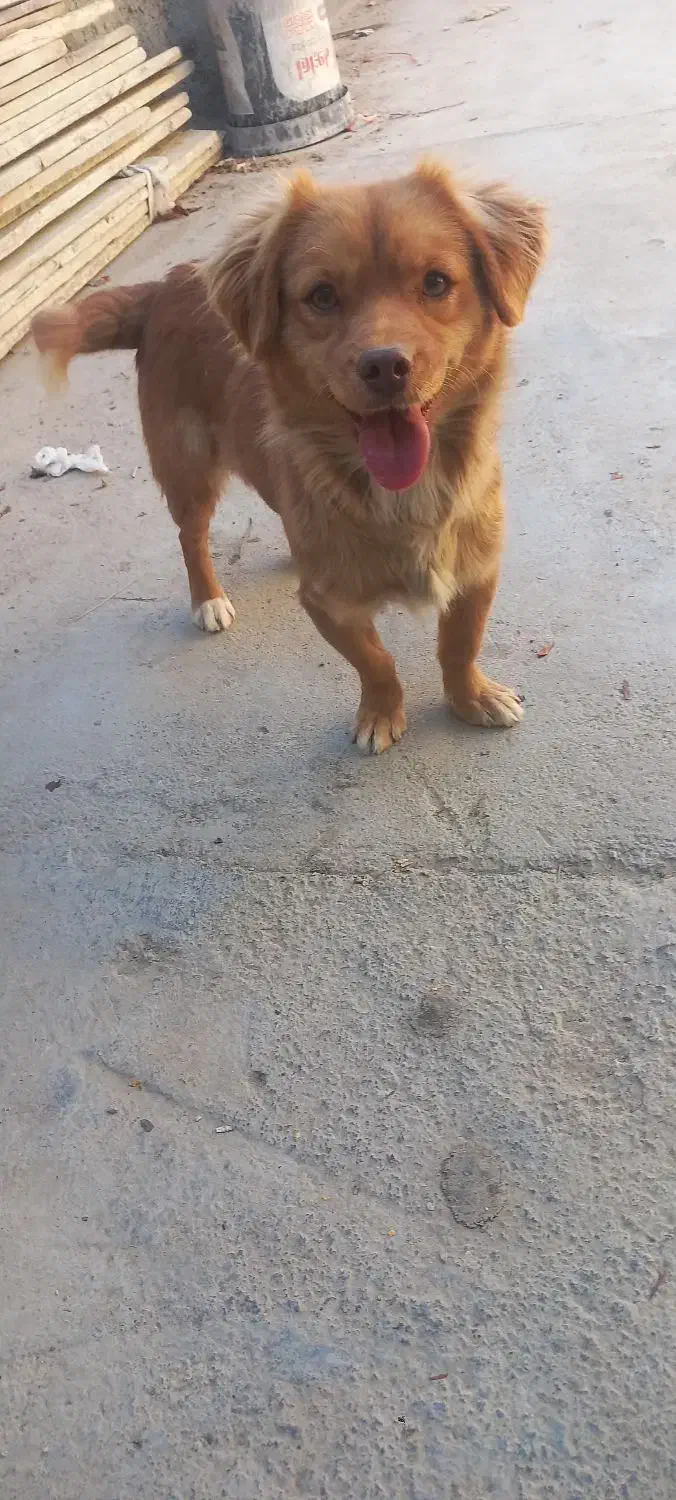 سگ پاکوتاه حرف گوش کن بازی گوش|سگ|آشخانه, |دیوار