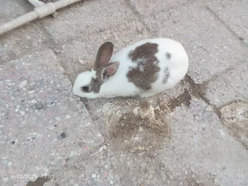 خرگوش نر|موش و خرگوش|زابل, |دیوار