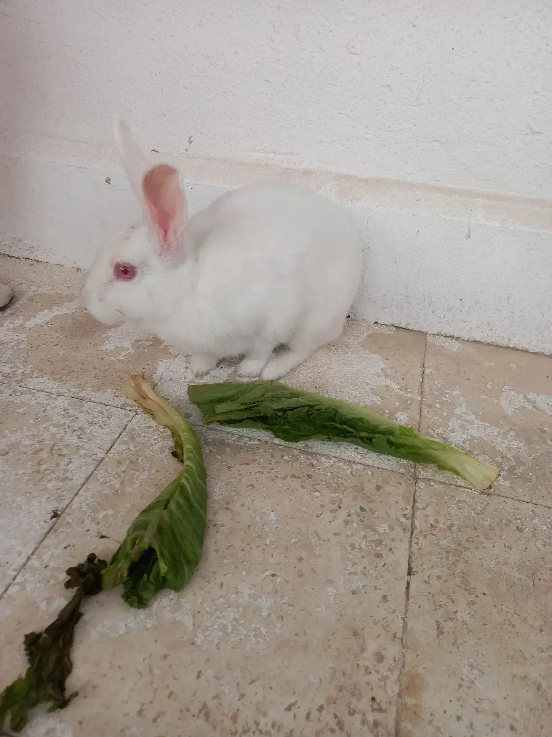 خرگوش|موش و خرگوش|مسجد سلیمان, |دیوار