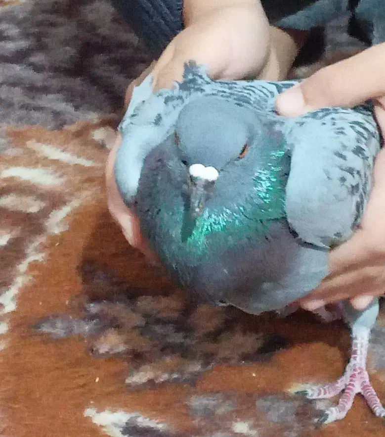 کبوتر|پرنده|سلماس, |دیوار