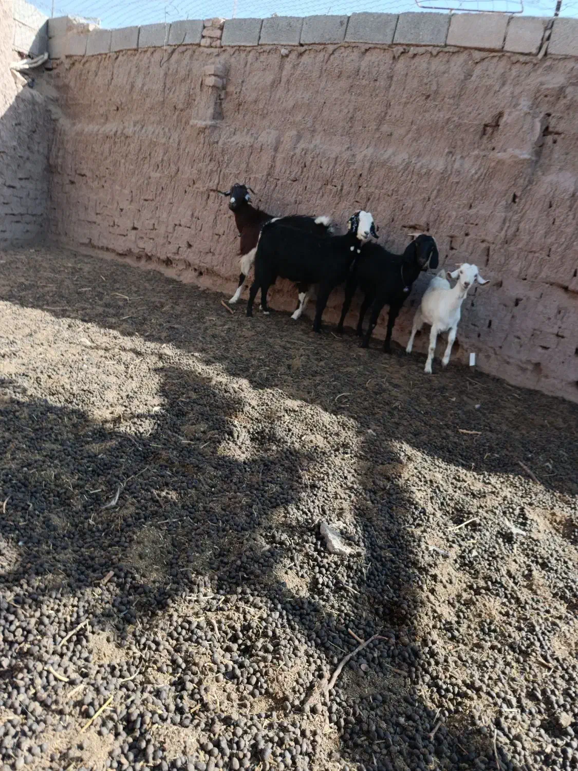 سه بز و یک بز غاله به شرط|حیوانات مزرعه|فردوس (خراسان), |دیوار