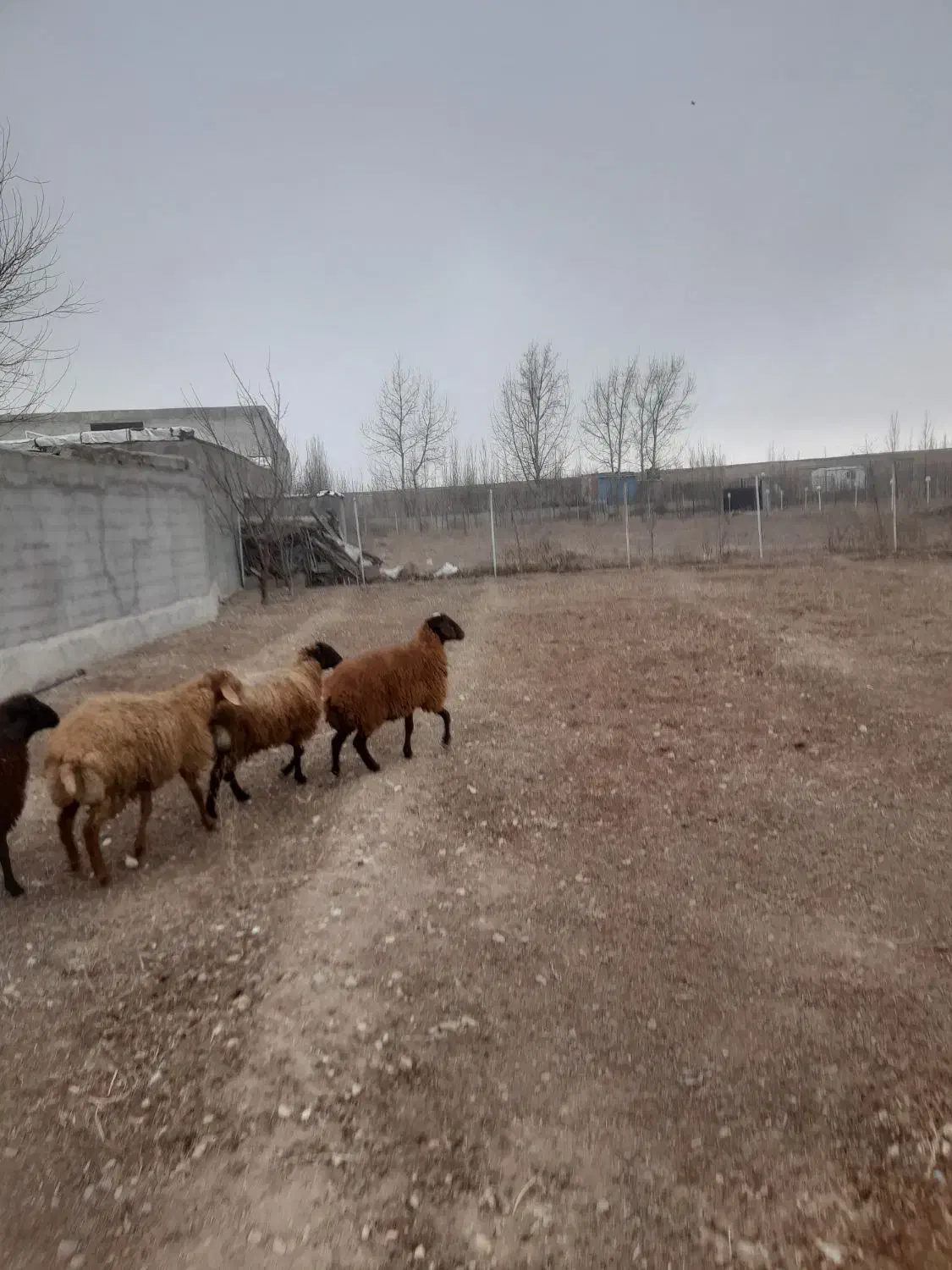 گوسفند|حیوانات مزرعه|اردبیل, |دیوار