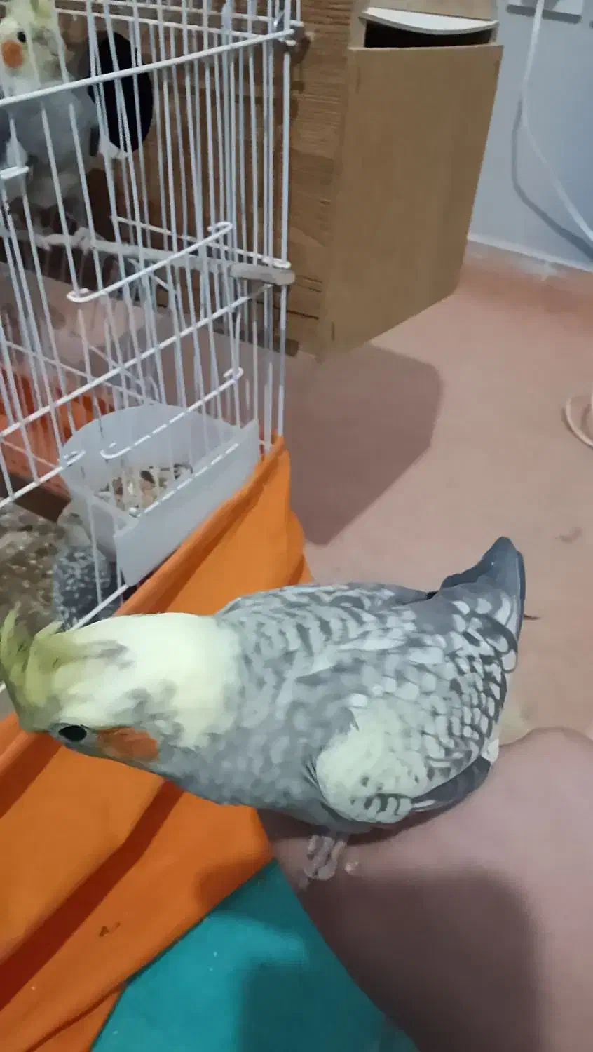 عروس هلندی|پرنده|تبریز, |دیوار