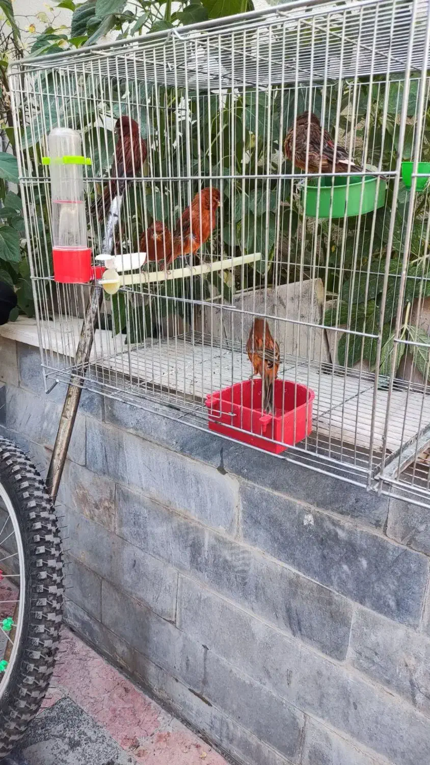 قناری سوخته|پرنده|شاهین‌شهر, شهرک ردانی پور|دیوار