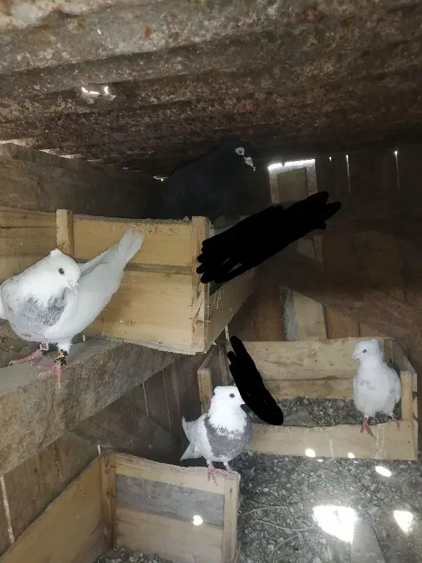 کبوتر|پرنده|ایذه, |دیوار