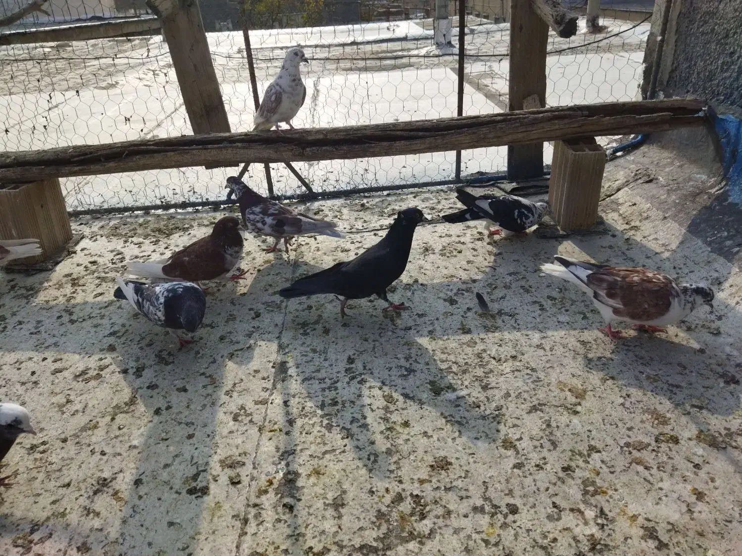 کبوتر تهرانی|پرنده|ملکشاهی, |دیوار