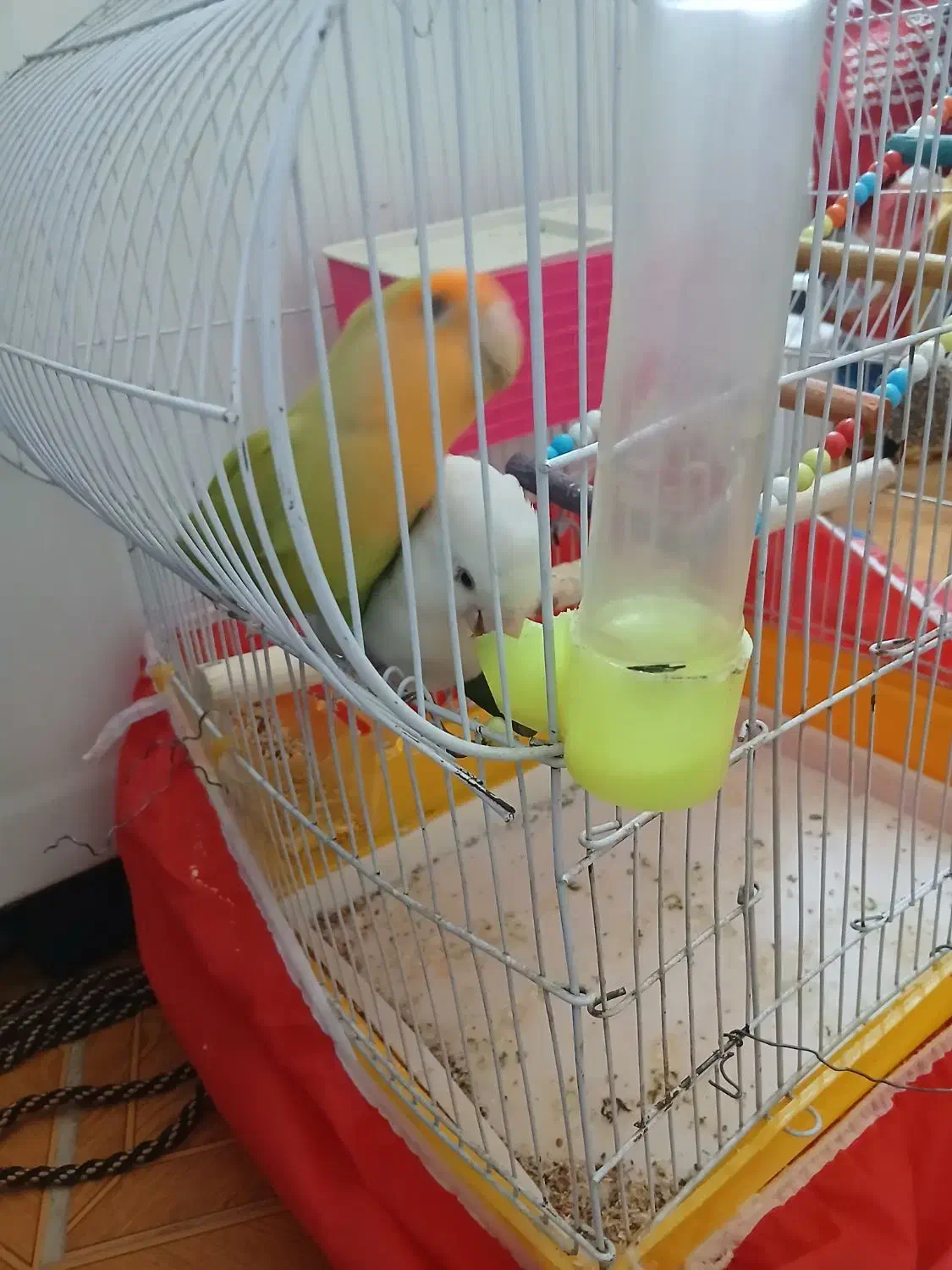 طوطی برزیلی|پرنده|اسلامآباد غرب, |دیوار