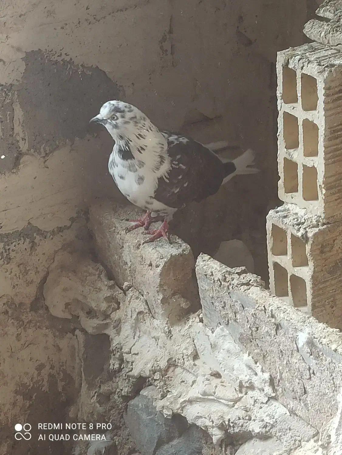 پرش سنگین|پرنده|تیکمه داش, |دیوار