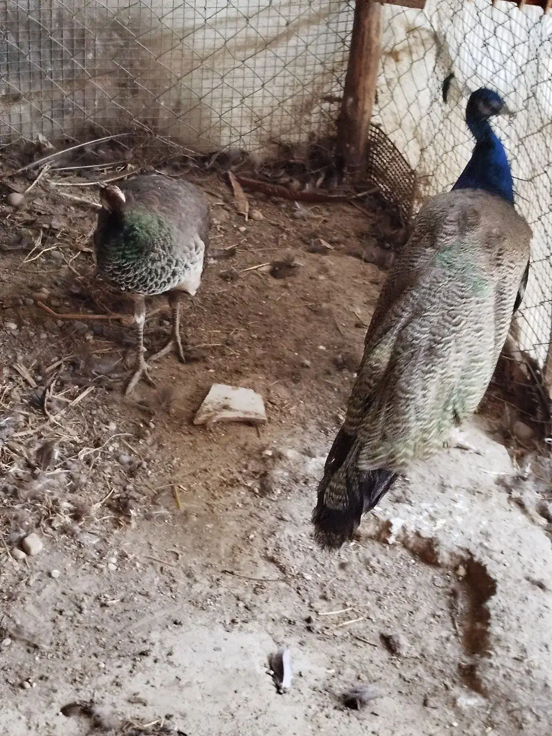 طاووس هندی|پرنده|قائم‌شهر, |دیوار