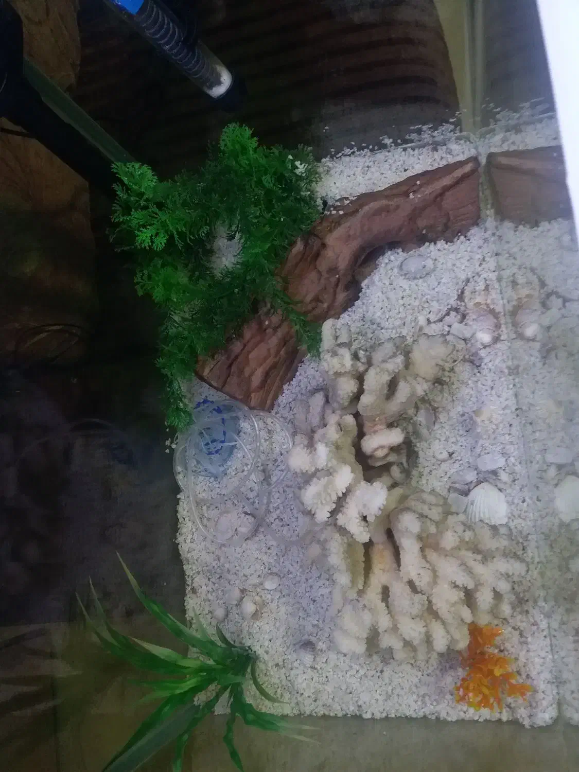 آکواریوم با تمامی وسایل|ماهی|ایلام, |دیوار