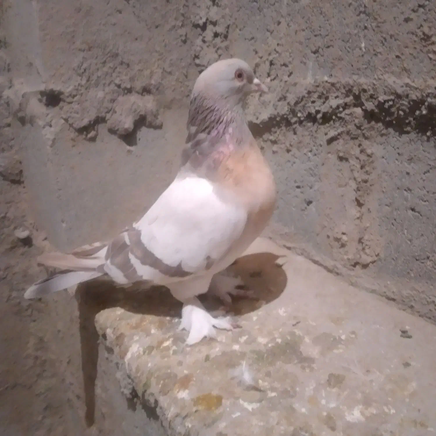 تورکیه|پرنده|ملکان, |دیوار