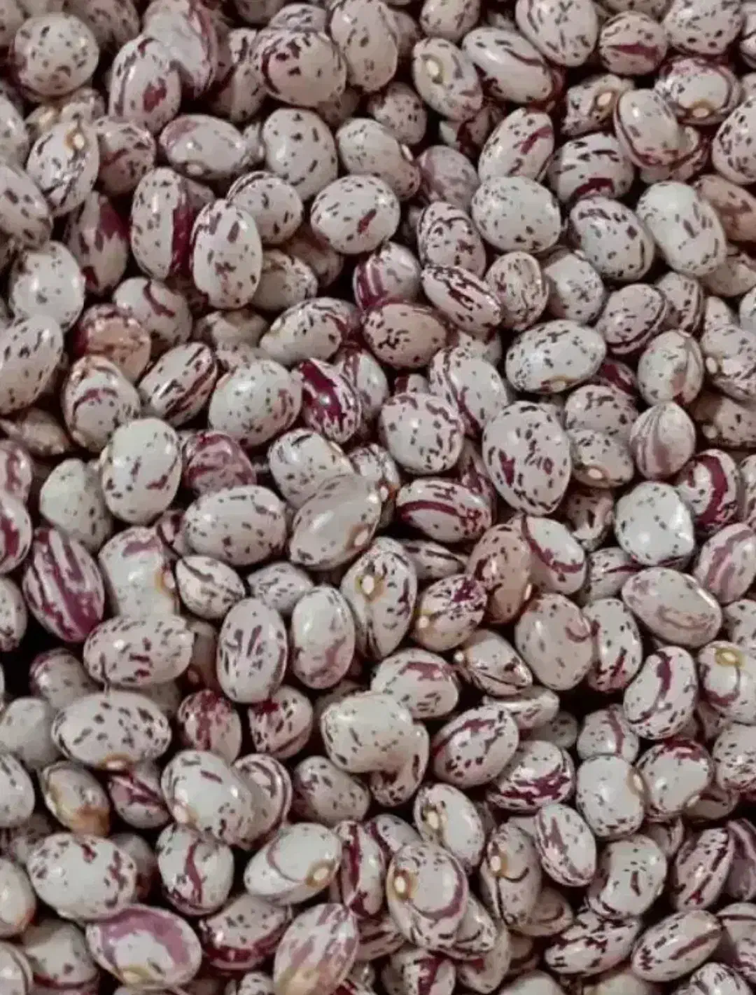 لوبیا چیتی درجه یک ۴تن|عمده‌فروشی|صائین قلعه, |دیوار