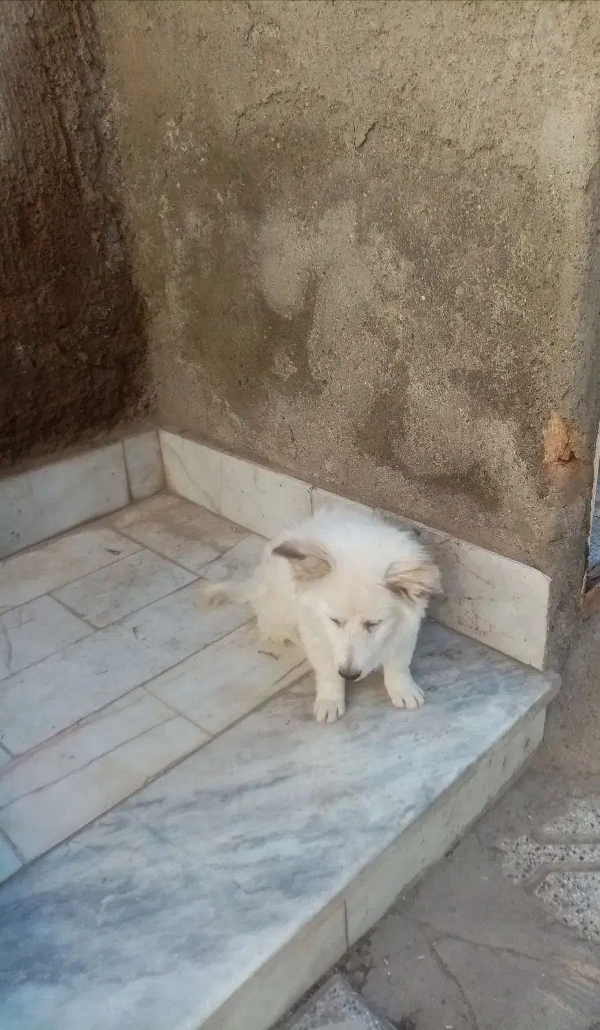 سگ پاکوتاه|سگ|نیشابور, طالقانی|دیوار