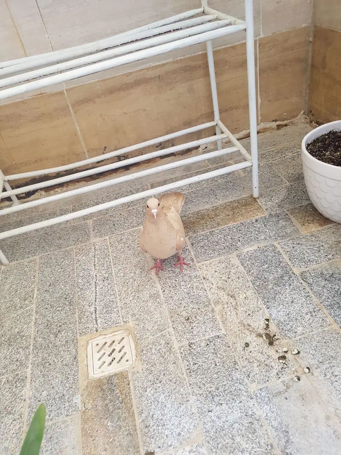 کفتر زرد|پرنده|تربت جام, نظامی|دیوار