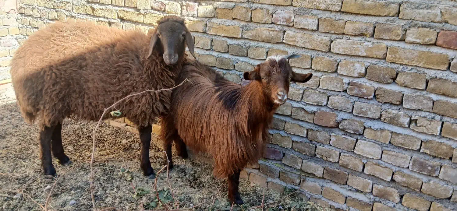 فروش بره و بزغاله ب قیمت میدون|حیوانات مزرعه|نوده انقلاب, |دیوار