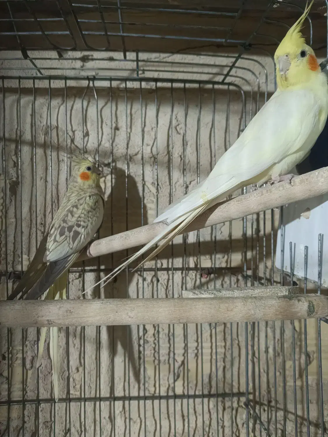 عروس هلندی نر و ماده جفت|پرنده|رباطکریم, آدران|دیوار