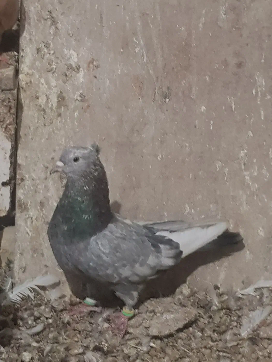 کفتر|پرنده|قوچان, |دیوار