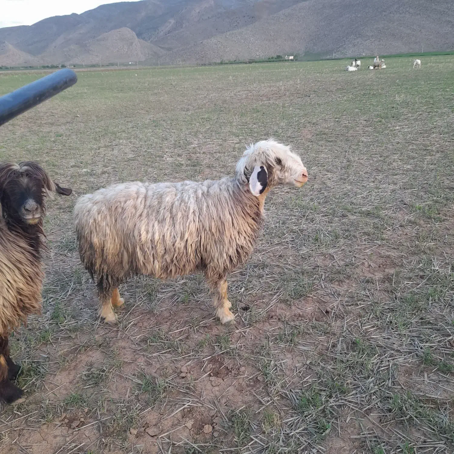 شیشک فروشی|حیوانات مزرعه|حسن آباد, |دیوار