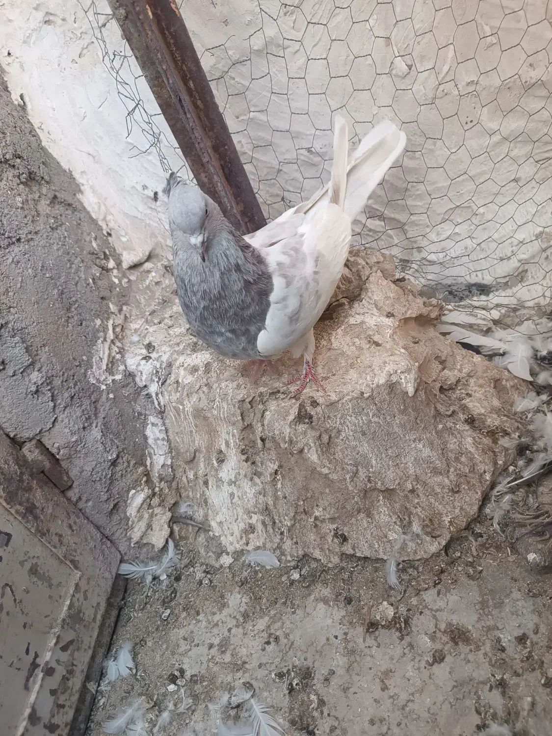 گمشده|حیوانات|بم, |دیوار