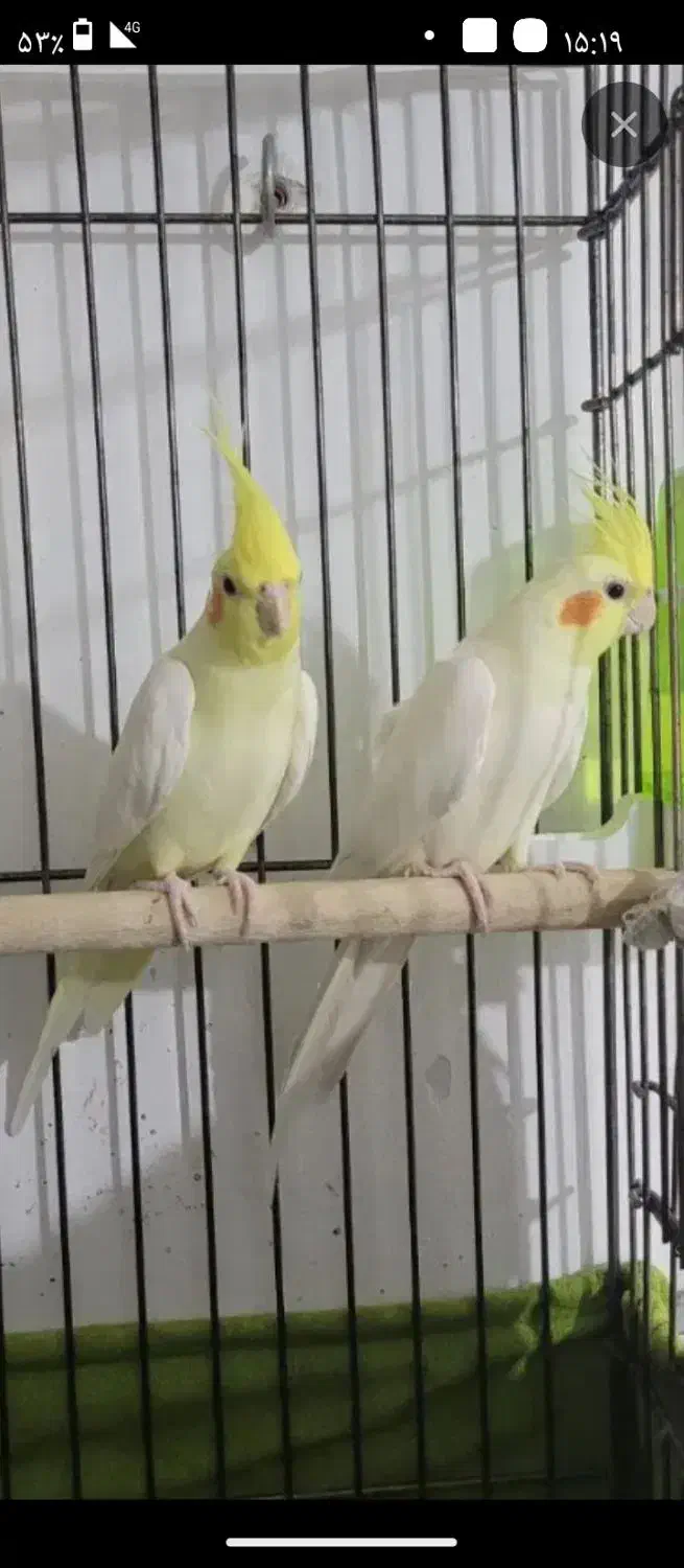 یک جفت طوطی عروس|پرنده|قزوین, |دیوار