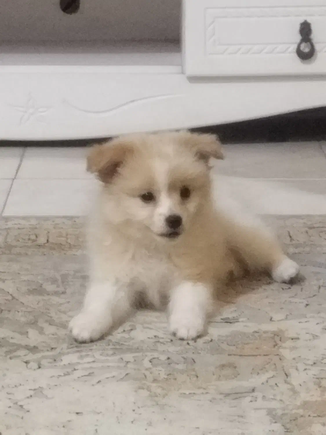 سگ پامر میکس|سگ|شاهین‌شهر, خانه کارگر|دیوار