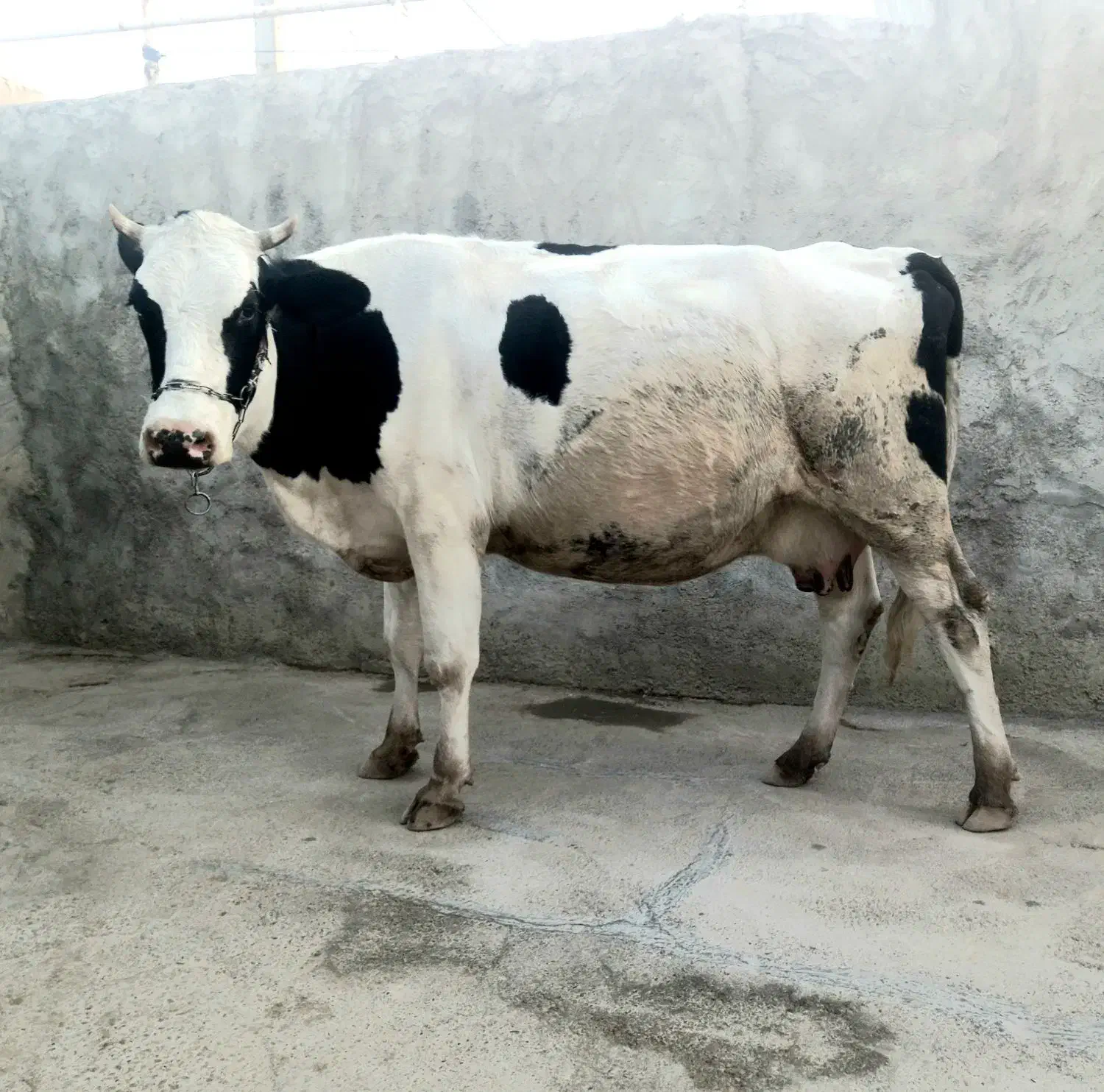 گاو 9 ماه آبستن جوان|حیوانات مزرعه|شباب, |دیوار