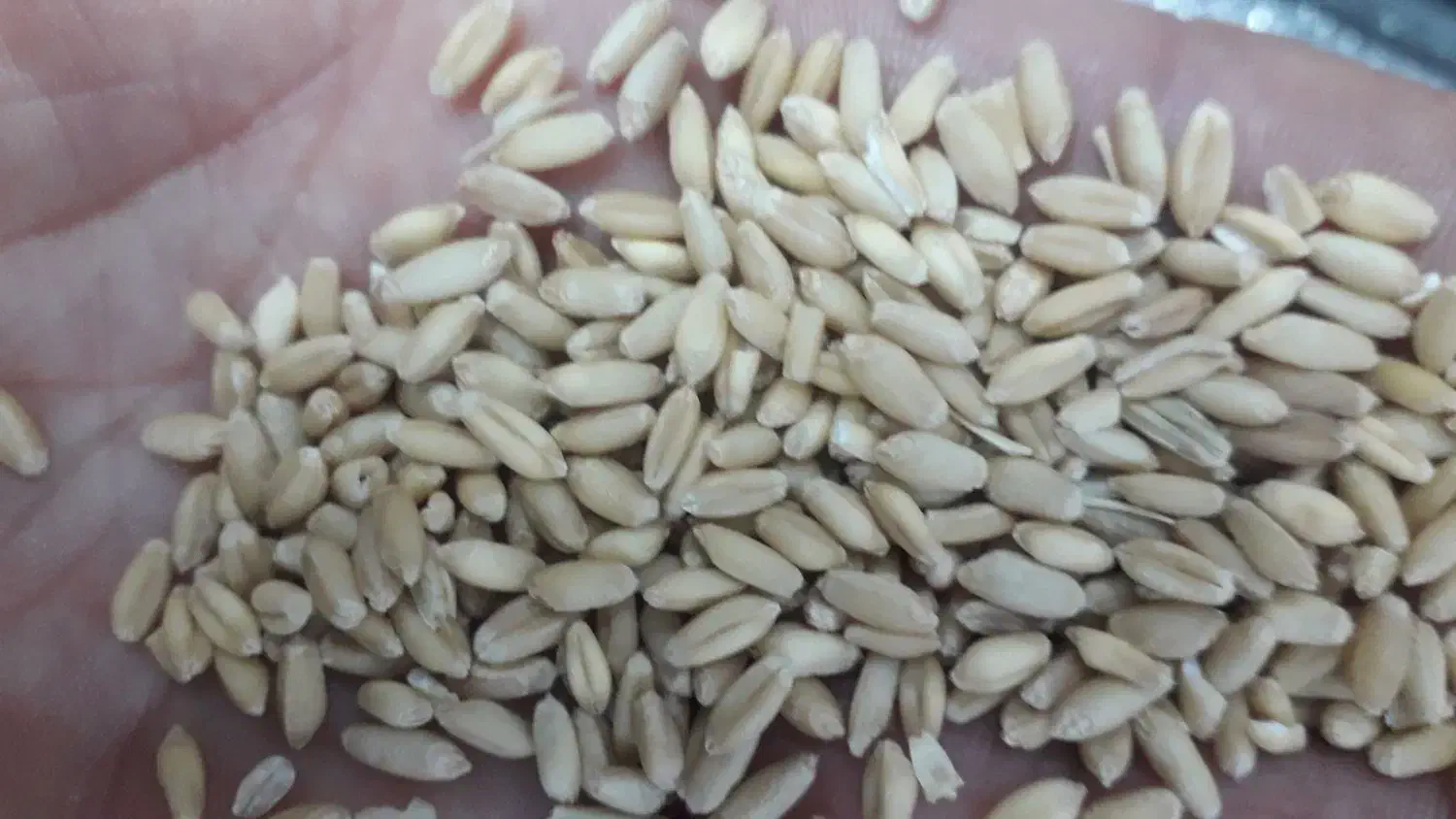 خریدار گندم لوبیا جو|خدمات باغبانی و درختکاری|خمین, |دیوار