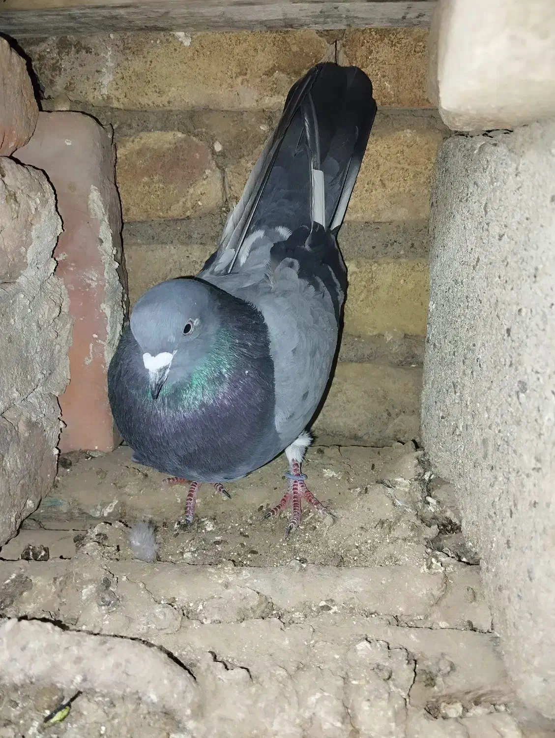 کفتر گرفتنی|پرنده|میاندوآب, |دیوار