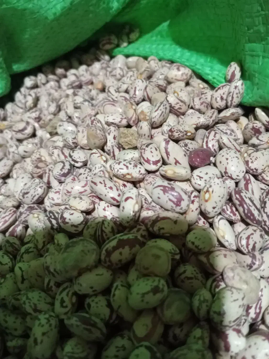 لوبیا چیتی تازه کاشت امسال|عمده‌فروشی|نظر کهریزی, |دیوار