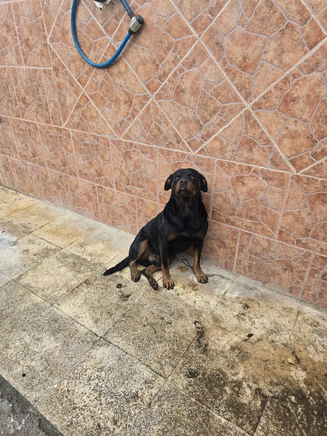 سگ روتوایلر نر سه ساله پوزه دلقکی|سگ|رودسر, |دیوار