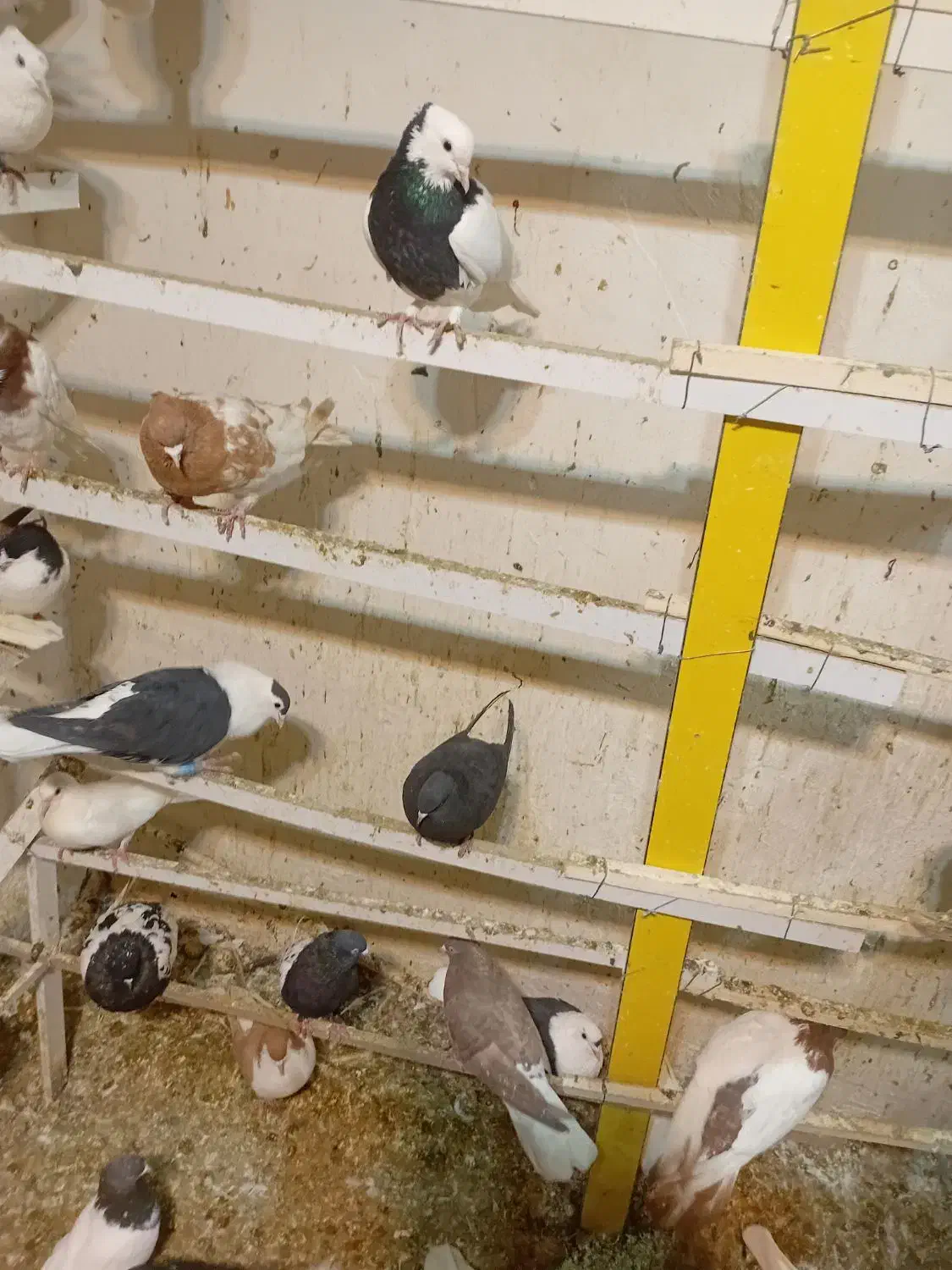 پرنده فروشی تک فنوش آباد|پرنده|ابهر, |دیوار