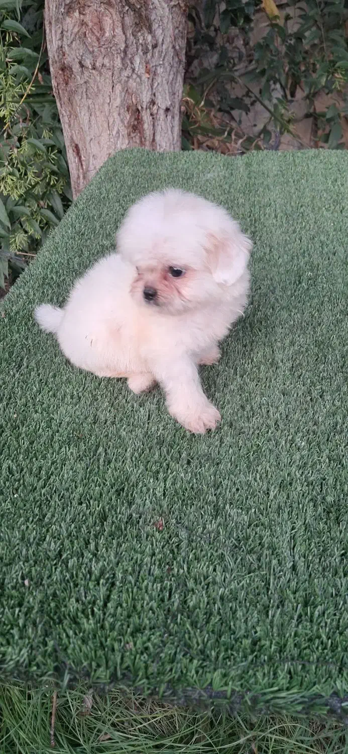 توله شتزو نر سوپر فلت سفید|سگ|قائم‌شهر, |دیوار