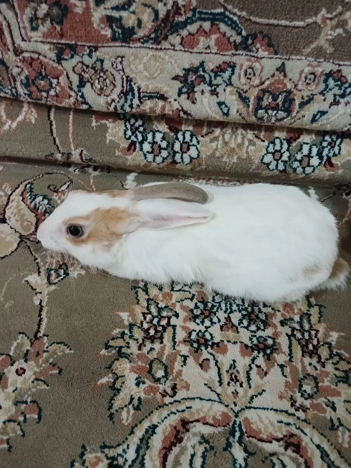 خرگوش|موش و خرگوش|الوند, |دیوار