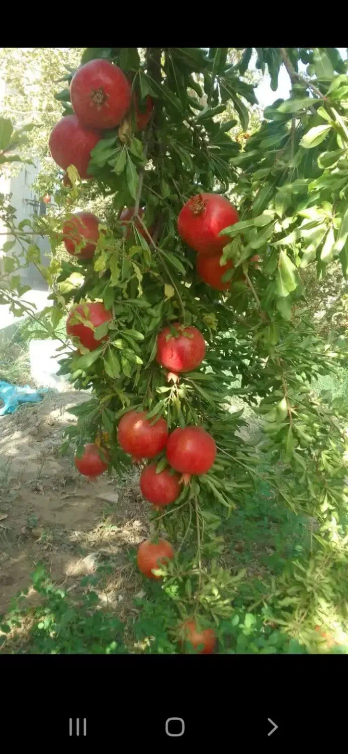 فروش انار ورب انار|خوردنی و آشامیدنی|کاشان, کشاورز|دیوار