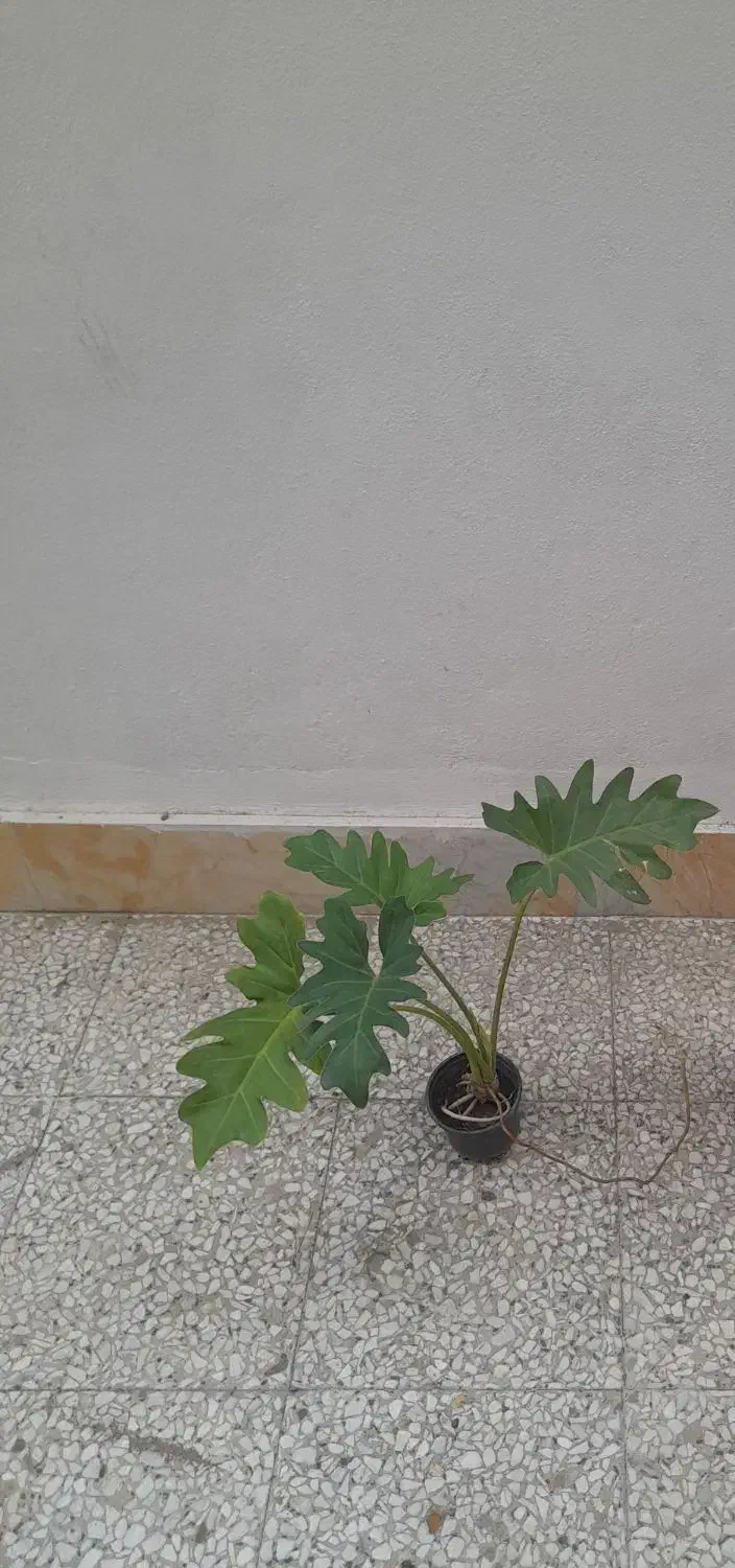 گل و گیاه، انواع گل فقط ۵۵ تومن،مارانتا،برگ انجیری|گل و گیاه طبیعی|رشت, رشتیان|دیوار