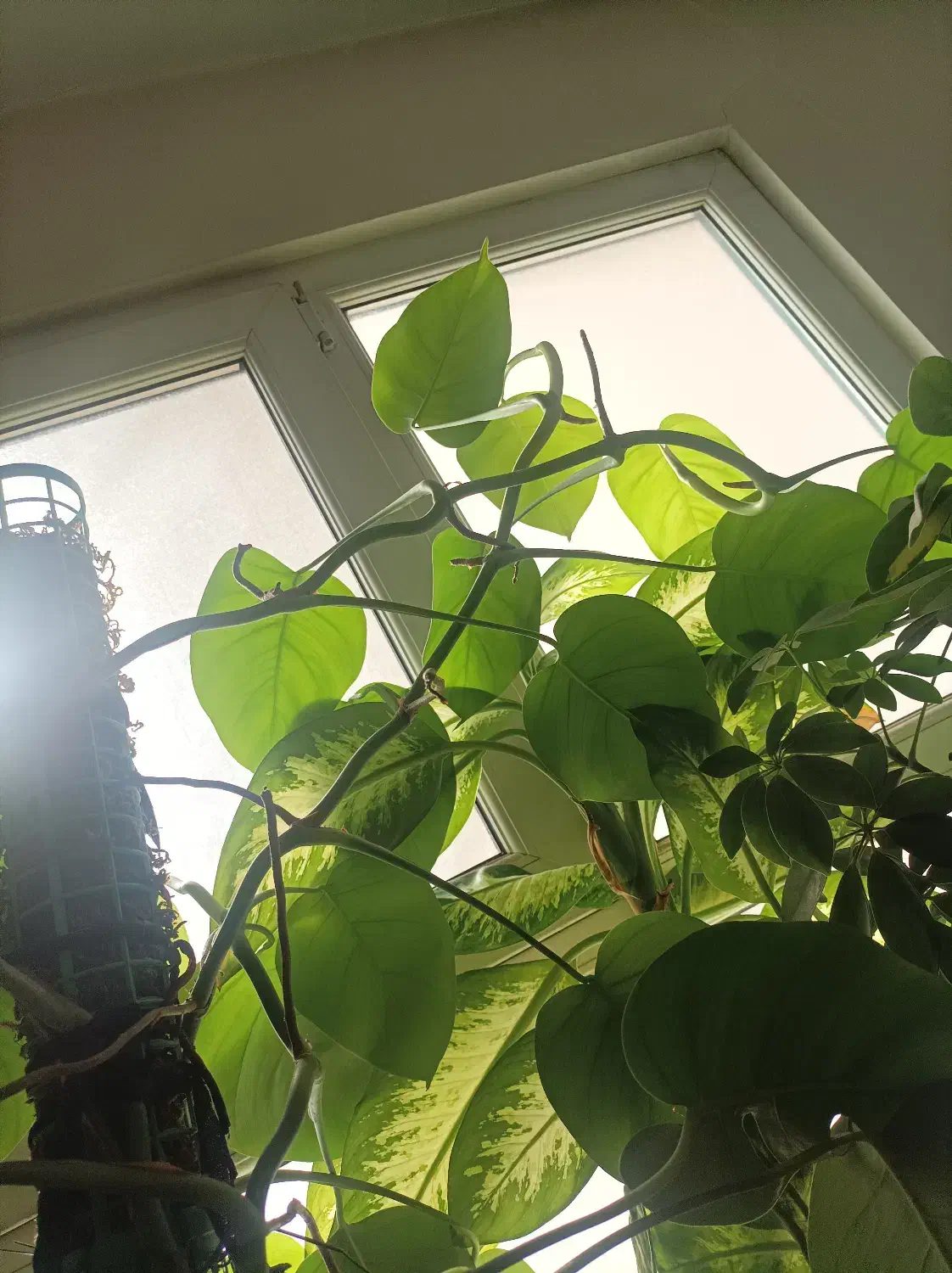 برگ انجیری/قلمه/مانسترا/پتوس/قاشقی|گل و گیاه طبیعی|تهران, هفده شهریور|دیوار