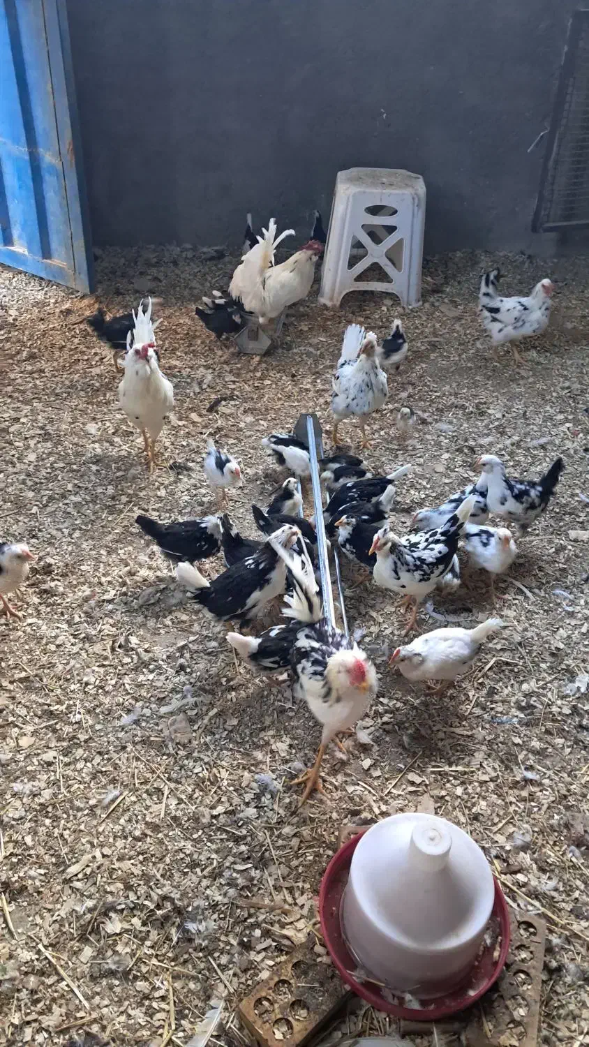 جوجه مرغ گلین (کاملا سالم و سرحال)|حیوانات مزرعه|قنوات, |دیوار