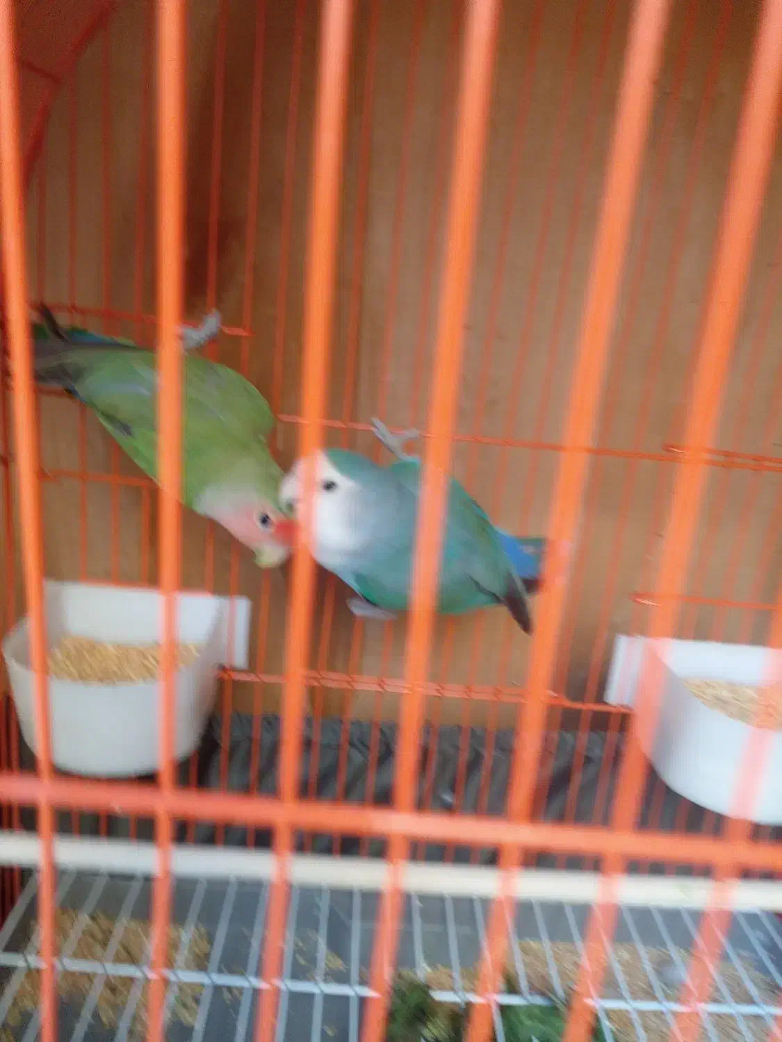 یک جفت طوطی برزیلی بازیگوش|پرنده|گلستان (تهران), |دیوار