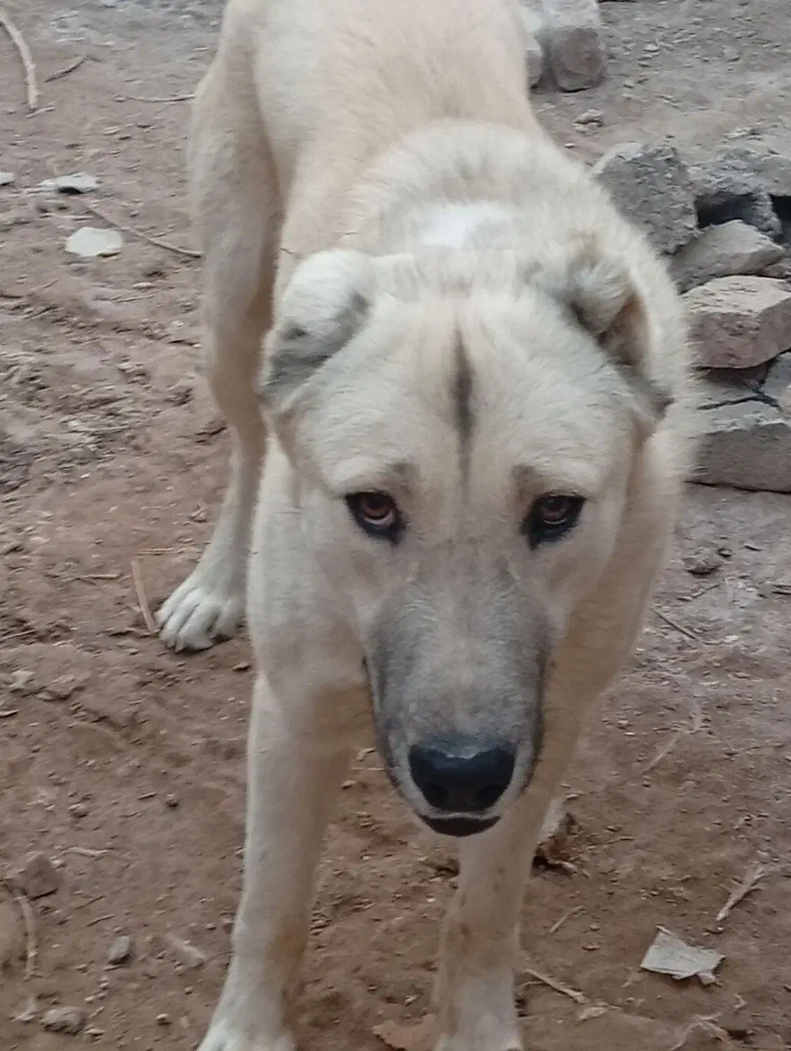 سگ گله|سگ|گزیک, |دیوار