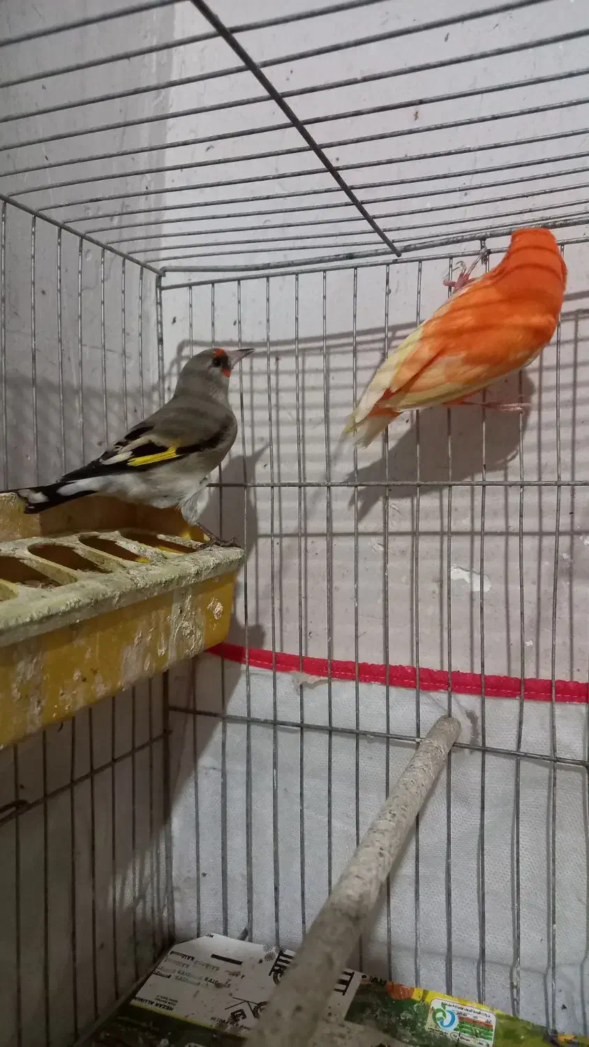 قناری|پرنده|کرمان, |دیوار