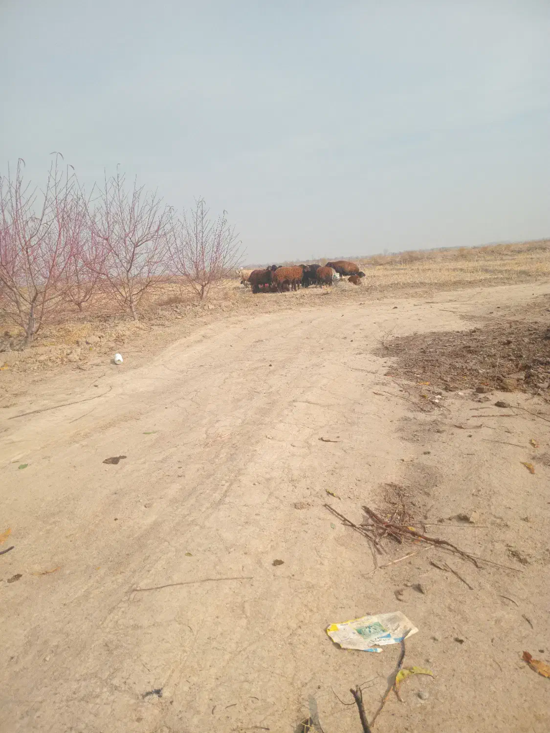 ۱۰ عددگوسفند|حیوانات مزرعه|صوفیان, |دیوار