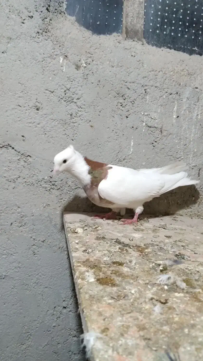 کلفه نر|پرنده|اردبیل, |دیوار