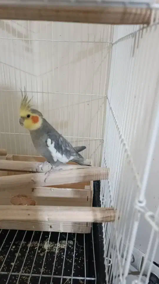 عروس هلندی|پرنده|رشت, منظریه|دیوار