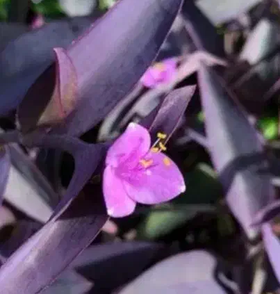 برگ بیدی بنفش|گل و گیاه طبیعی|فیروزکوه, |دیوار