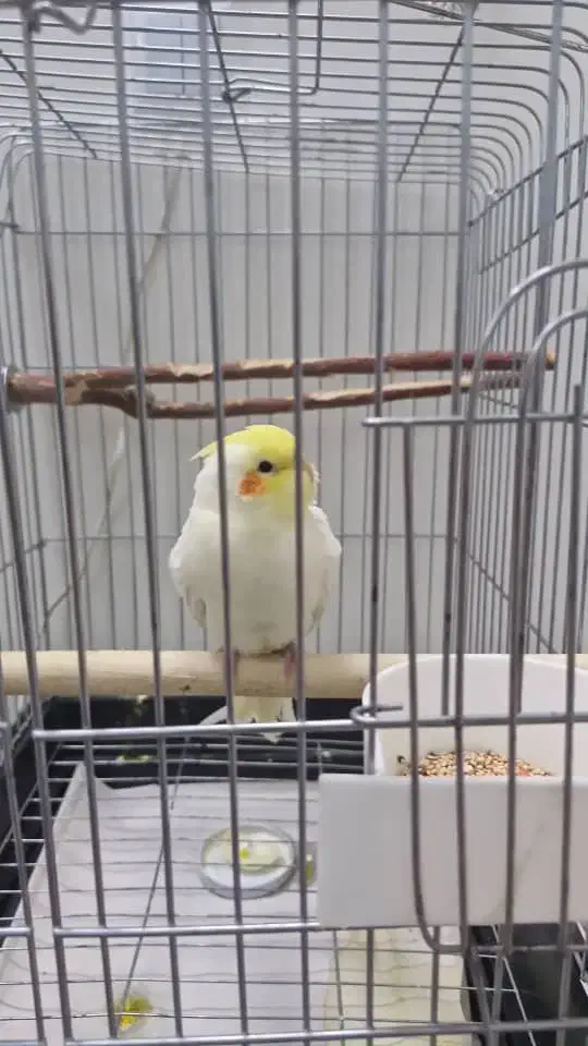 عروس هلندی جوجه با قفس|پرنده|تهران, نیکنام|دیوار