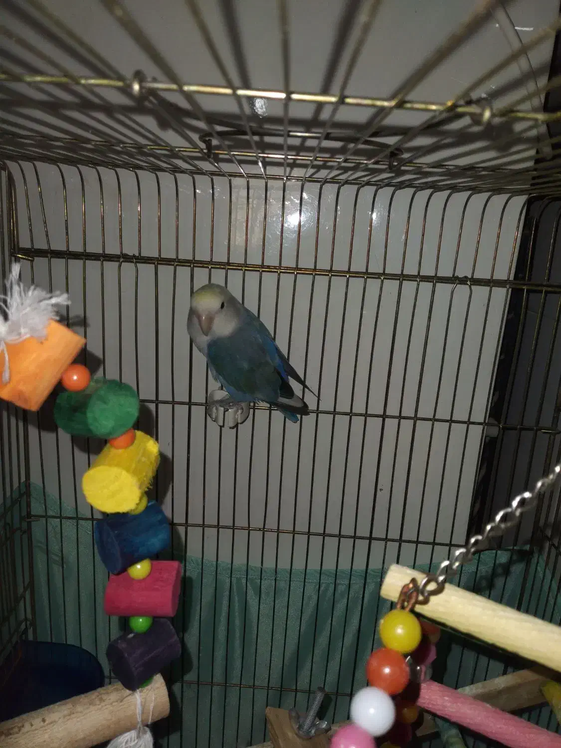 طوطی برزیلی نر|پرنده|شهریار, شهرک وائین|دیوار