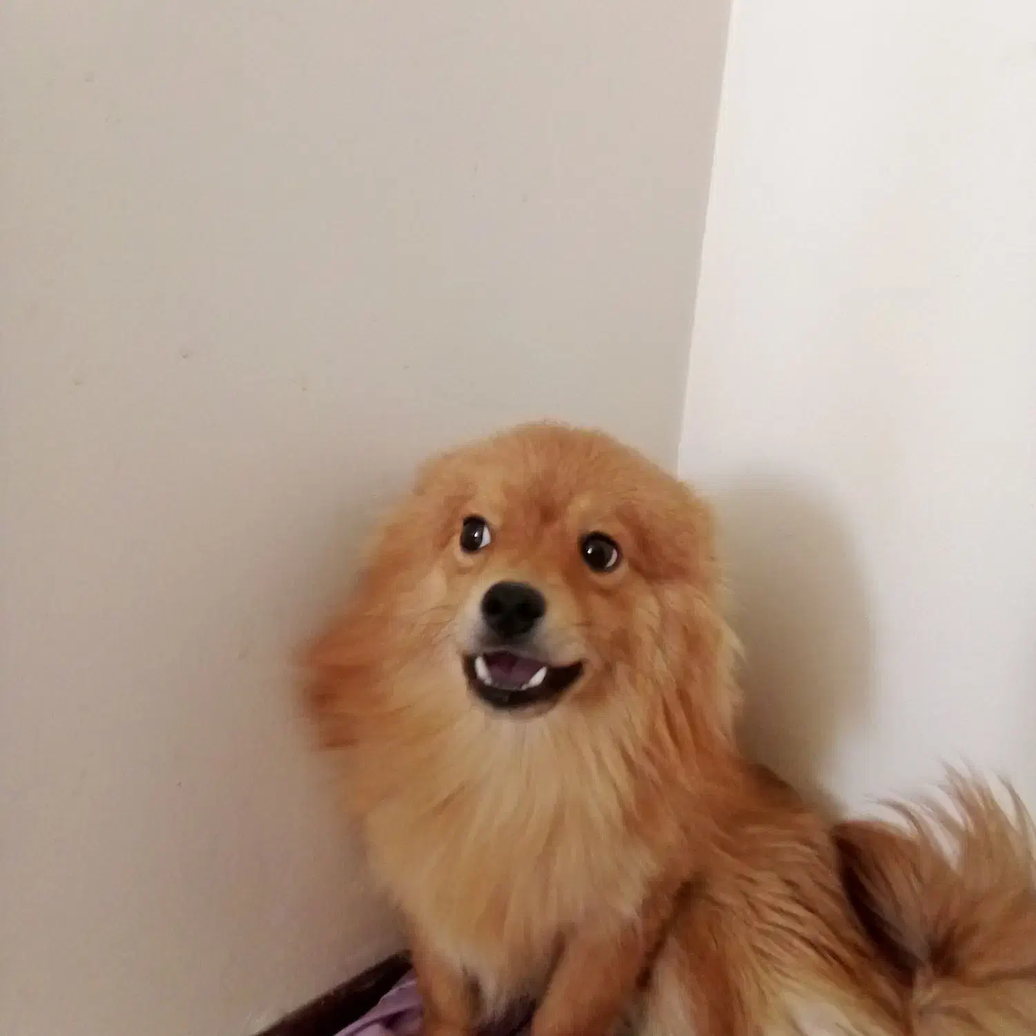 سگ پامرین|سگ|پردیس, فاز ۱۱|دیوار