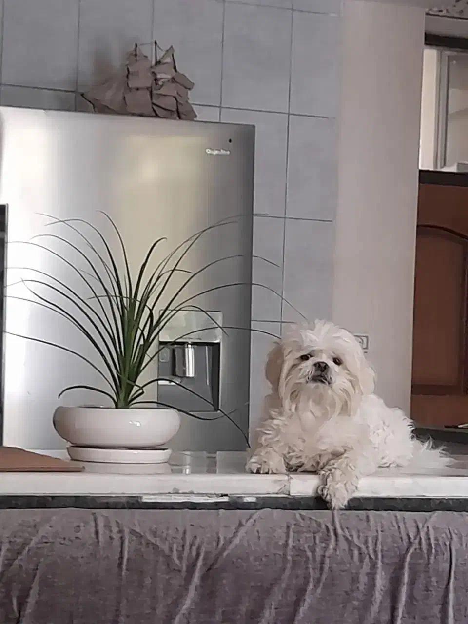 گمشده|حیوانات|شهرکرد, |دیوار